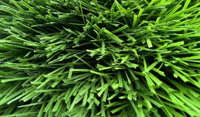 Thảm cỏ nhựa nhân tạo cho sân bóng đá
