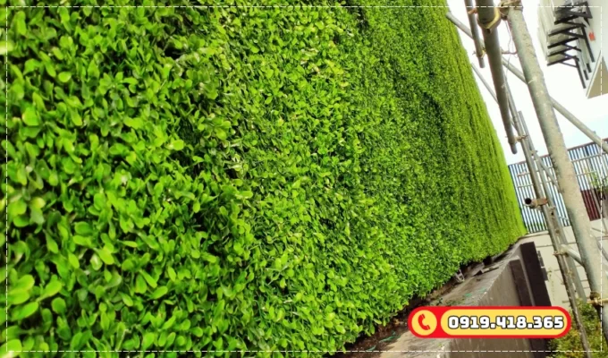 Thiết kế mảng tường sân vườn xanh