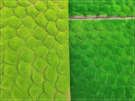 Rêu nhân tạo tương tự như thật