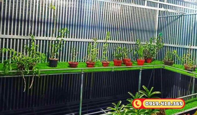 Vườn lan sạch sẽ, tươi mới với cỏ nhân tạo