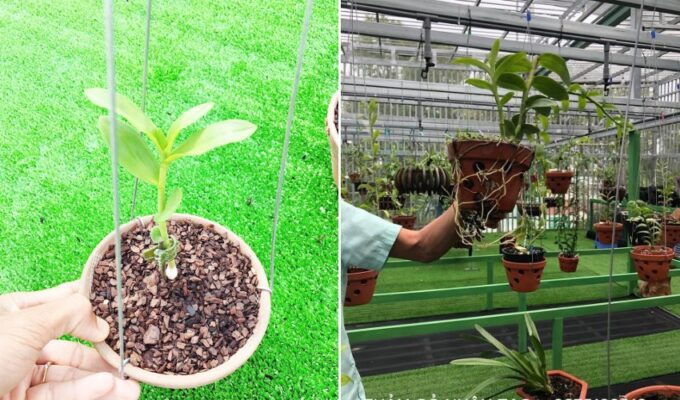 Vườn lan đẹp mắt và nổi bật hơn