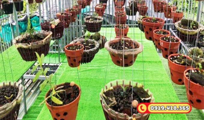 Nổi bật vườn lan với cỏ nhân tạo