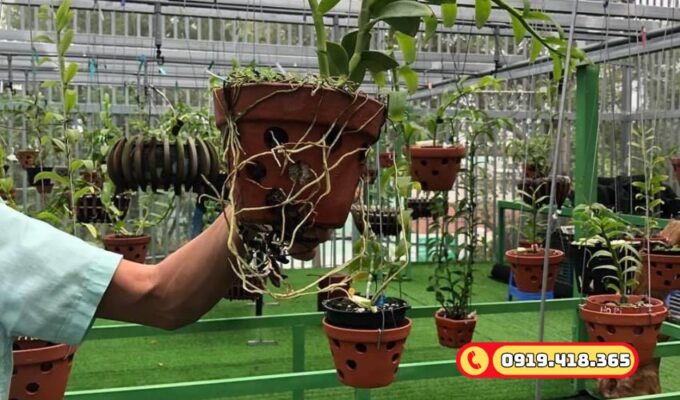 Mang màu sắc xanh cỏ cho vườn lan