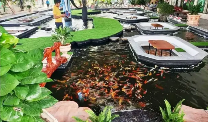 Hồ cá KOI đa dạng màu sắc